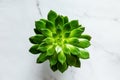 Top view of ecologic aloe cactus plant. White marble background