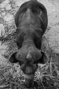 Top view of an elephant eating palm leaves