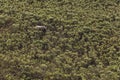 Top view of an elephant walking o the savana Royalty Free Stock Photo