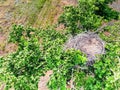 Top view of empty nest on green tree in steppe