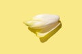 Top view of endive and chicory salad roots on a yellow background, emphasizing a healthy organic food Royalty Free Stock Photo