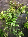 Top view Epipremnum aureum decorated on wall.