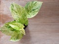 Top view, Epipremnum aureum marble queen plant swiss cheese plant in pot or little tree on wooden table.