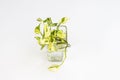 Top view of \'Epipremnum Aureum N\'Joy\' pothos water propagation in a transparent jar isolated on white background Royalty Free Stock Photo