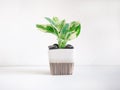 Top view, Epipremnum aureum plant in ceramic pot on white wooden background.