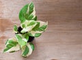 Top view, Epipremnum aureum plant in pot on wooden background.