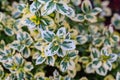 Top view of a Euonymus Japonicus plant leaves