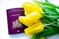 Top view of European biometric passport of Netherlands. Official passport of Netherlands with yellow tulips on white background.