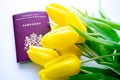 Top view of European biometric passport of Netherlands. Official passport of Netherlands with yellow tulips on white background.