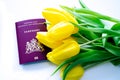 Top view of European biometric passport of Netherlands. Official passport of Netherlands with yellow tulips on white background.