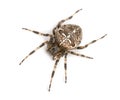 Top view of an European garden spider