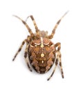 Top view of an European garden spider Royalty Free Stock Photo