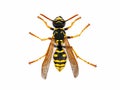 Top view of a European wasp, Vespinae isolated on white background, studio macro shot of a wasp Royalty Free Stock Photo