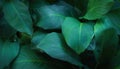 Top view exotic fresh green leave texture tropical plant of spathiphyllum cannifolium in soft blue glow light dark background.for