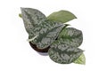 Top view of exotic `Scindapsus Pictus Exotica` or `Satin Pothos` houseplant with large leaves with velvet texture and silver spots