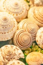 Top view of exotic spiral sea shells with crystal balls marbles on green velvet. Beautiful bokeh and blurred backgrounds. Close up Royalty Free Stock Photo