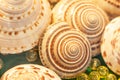 Top view of exotic spiral sea shells with crystal balls marbles on green velvet. Beautiful bokeh and blurred backgrounds. Close up Royalty Free Stock Photo