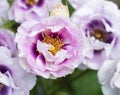 Top view of Eyes for you rose buds, Blooming purple and pink rose flower in English garden, Closeup The lilac or Purple and pink f Royalty Free Stock Photo