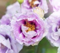 Top view of Eyes for you rose buds, Blooming purple and pink rose flower in English garden, Closeup The lilac or Purple and pink f Royalty Free Stock Photo