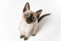 Top view face of purebred Siamese cat with blue eyes sitting on white background. Cute eight weeks young Thai kitten. Concepts of