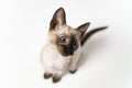 Top view face of purebred Thai Siamese cat with blue eyes sitting on white background. Close up Cute eight weeks young Siamese Royalty Free Stock Photo