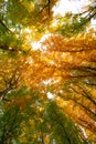 top view of fall leaves on tree closeup on weather, nature