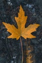 Top view of a fallen brown autumn leaf with the ground as a background Royalty Free Stock Photo