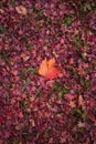 Top view of the fallen Japanese red maple tree leaves on the ground in autumn Royalty Free Stock Photo