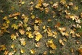 Top view of fallen laeves of maple on the grass