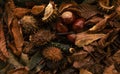 Top view of fallen leaves and chestnuts found on the ground of a forest in autumn Royalty Free Stock Photo