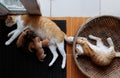 Top view family animal with mother cat breastfeeding four newborn kitty when cat sister playing alone