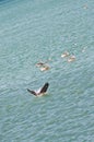 Brown pelican diving into tropical waters Royalty Free Stock Photo