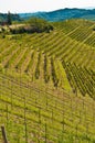 Top view of rows of ready to harvested, Moscato grapes, Piedmont region of Italy Royalty Free Stock Photo