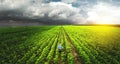 Top view, farmer in the agricultural field of sunflowers