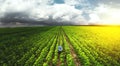 Top view, farmer in the agricultural field of sunflowers