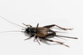 Top view of female Fall Field Cricket on a white background