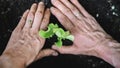 Top view of female hands planting young green lettuce seedling Royalty Free Stock Photo