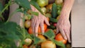 Top of view of female hands puts freshly harvested tomatoes in a box in greenhouse. Close up Royalty Free Stock Photo