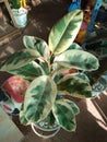 Top view, Ficus elastica variegata tree in garden blurred background for stock photo, Rubber Plant, Indian Rubber Tree, Tricolor