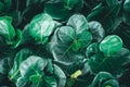 Top view of fiddle fig Leaf texture background. Closeup of Green Fiddle Fig, Ficus Lyrata house plant