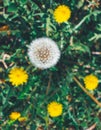 Top view of a field of dandelions Royalty Free Stock Photo