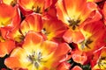 Top view field orange tulips in the Netherlands Royalty Free Stock Photo