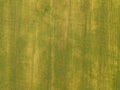 Top view of a field of ripening wheat. Approaching harvest time Royalty Free Stock Photo