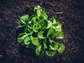 Top view of field salad or corn salad after irrigation Royalty Free Stock Photo