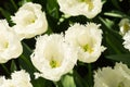 Top view of a field of white tulips in the sunlight Royalty Free Stock Photo