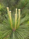 Top View of a Finesse Tree getting at a Hill Top.