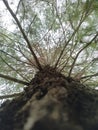 top view of fir tree with old trunk texture Royalty Free Stock Photo