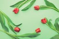 Top view of first spring red tulips on light green background with copy space Royalty Free Stock Photo