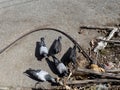 Top view of five pigeons on the ground.