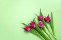 five tulips frame on a soft green background with copy space